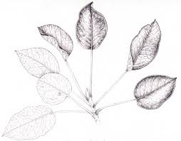 Attēlu rezultāti vaicājumam “Pyrus communis leaf”