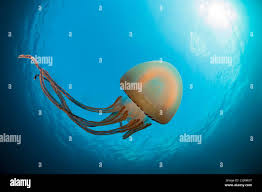 Attēlu rezultāti vaicājumam “Scyphozoa”