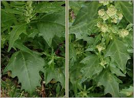 Attēlu rezultāti vaicājumam “Chenopodium rubrum leaf”
