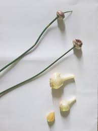 Attēlu rezultāti vaicājumam “Allium oleraceum bud”