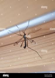 Attēlu rezultāti vaicājumam “Dictenidia bimaculata male”