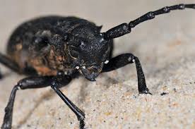 Attēlu rezultāti vaicājumam “Lamia textor”