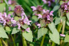 Attēlu rezultāti vaicājumam “Lamium purpureum flower”