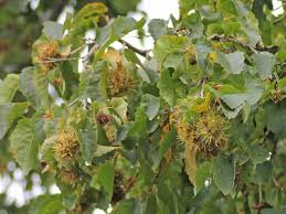 Attēlu rezultāti vaicājumam “Corylus colurna”
