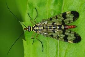 Attēlu rezultāti vaicājumam “Panorpa communis imago”