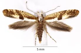 Attēlu rezultāti vaicājumam “Argyresthia pruniella”