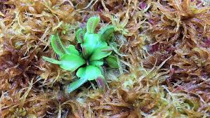 Attēlu rezultāti vaicājumam “Sphagnum austinii”