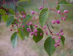 Attēlu rezultāti vaicājumam “Sorbus alnifolia”