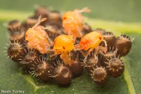 Attēlu rezultāti vaicājumam “Pentatomidae eggs”