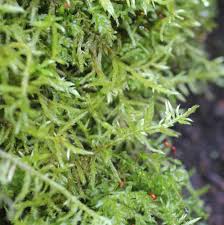 Attēlu rezultāti vaicājumam “Cirriphyllum piliferum”