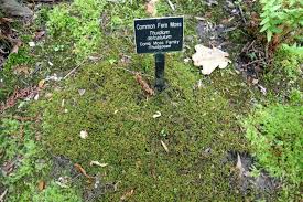 Attēlu rezultāti vaicājumam “Thuidium delicatulum”