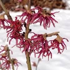 Attēlu rezultāti vaicājumam “Hamamelis vernalis flower”
