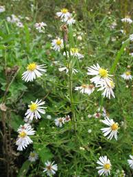 Image result for Aster lanceolatus