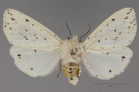Attēlu rezultāti vaicājumam “Spilosoma lubricipeda”