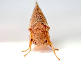 Attēlu rezultāti vaicājumam “Drepanepteryx phalaenoides”