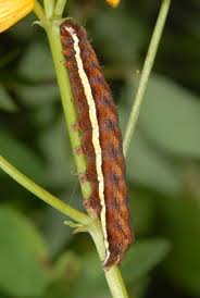 Attēlu rezultāti vaicājumam “Actinotia polyodon”