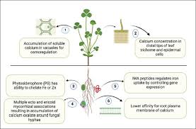 Attēlu rezultāti vaicājumam “Leiocolea rutheana”