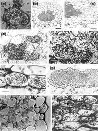 Attēlu rezultāti vaicājumam “Harpanthus flotovianus cells”