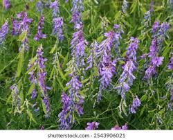 Attēlu rezultāti vaicājumam “Vicia tenuifolia flower”