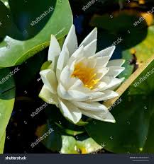 Attēlu rezultāti vaicājumam “Nymphaea alba flower”