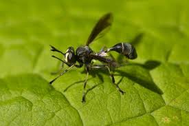 Attēlu rezultāti vaicājumam “Conopidae”