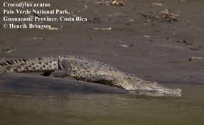 Image result for Crocodylus acutus