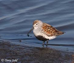 Attēlu rezultāti vaicājumam “Calidris alpina adult”