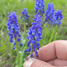 Attēlu rezultāti vaicājumam “Muscari botryoides flower”