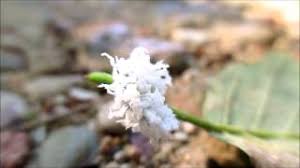 Attēlu rezultāti vaicājumam “Eriocampa ovata larva”