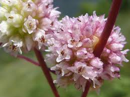Attēlu rezultāti vaicājumam “Cuscuta europaea flower”