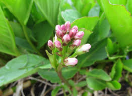 Attēlu rezultāti vaicājumam “Menyanthes trifoliata bud”