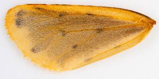 Attēlu rezultāti vaicājumam “Setina irrorella”