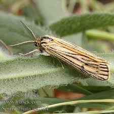 Attēlu rezultāti vaicājumam “Spiris striata”