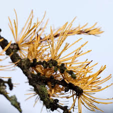 Attēlu rezultāti vaicājumam “Larix kaempferi fruit”