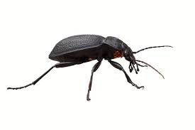 Attēlu rezultāti vaicājumam “Carabus coriaceus”