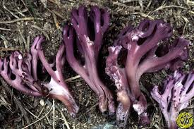 Attēlu rezultāti vaicājumam “Clavulina amethystina”