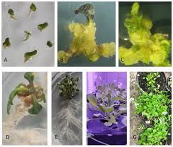 Attēlu rezultāti vaicājumam “Cardaminopsis arenosa leaf”