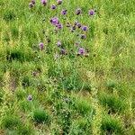 Attēlu rezultāti vaicājumam “Centaurea scabiosa fruit”