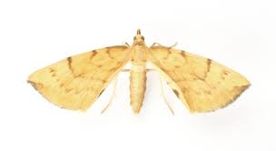 Attēlu rezultāti vaicājumam “Eulithis pyraliata”