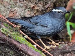 Image result for Zoothera sibirica