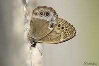 Attēlu rezultāti vaicājumam “Lopinga achine”