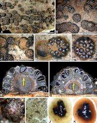 Attēlu rezultāti vaicājumam “Hypoxylon fragiforme / howeianum”