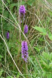 Attēlu rezultāti vaicājumam “Dactylorhiza incarnata leaf”