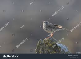 Attēlu rezultāti vaicājumam “Anthus petrosus adult”