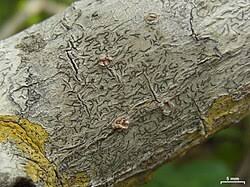 Attēlu rezultāti vaicājumam “Phaeographis dendritica”