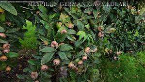 Attēlu rezultāti vaicājumam “Mespilus germanica”