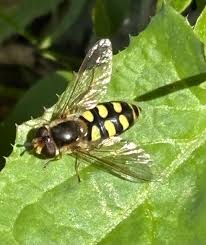 Attēlu rezultāti vaicājumam “Eupeodes nielseni”