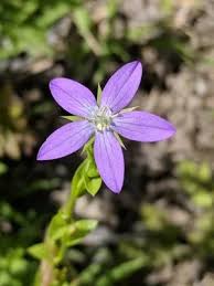 Attēlu rezultāti vaicājumam “Venusia blomeri”