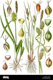 Attēlu rezultāti vaicājumam “Carex loliacea fruit”