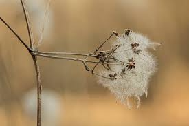 Attēlu rezultāti vaicājumam “Clematis fruit”